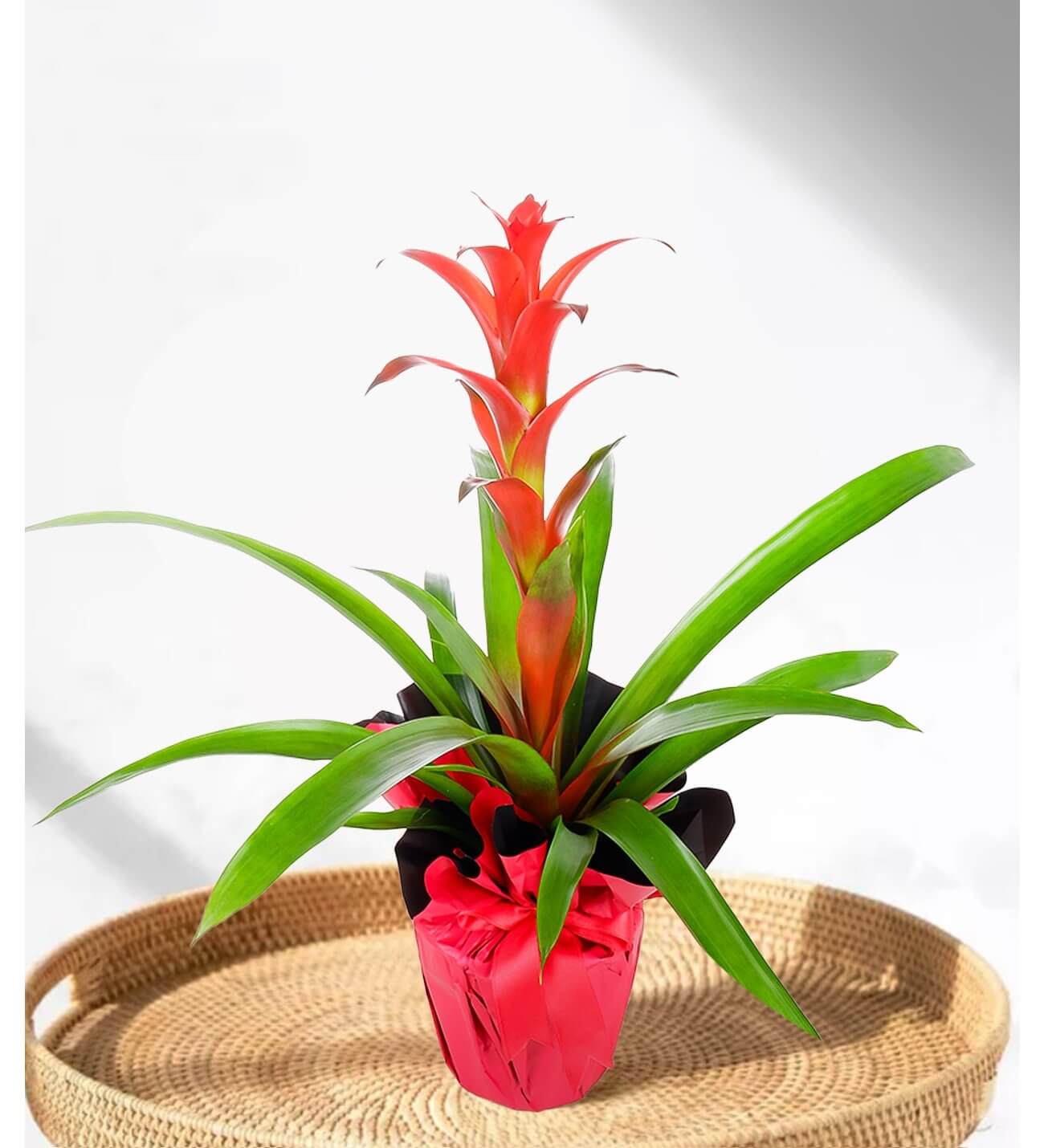 Guzmanya - Guzmania